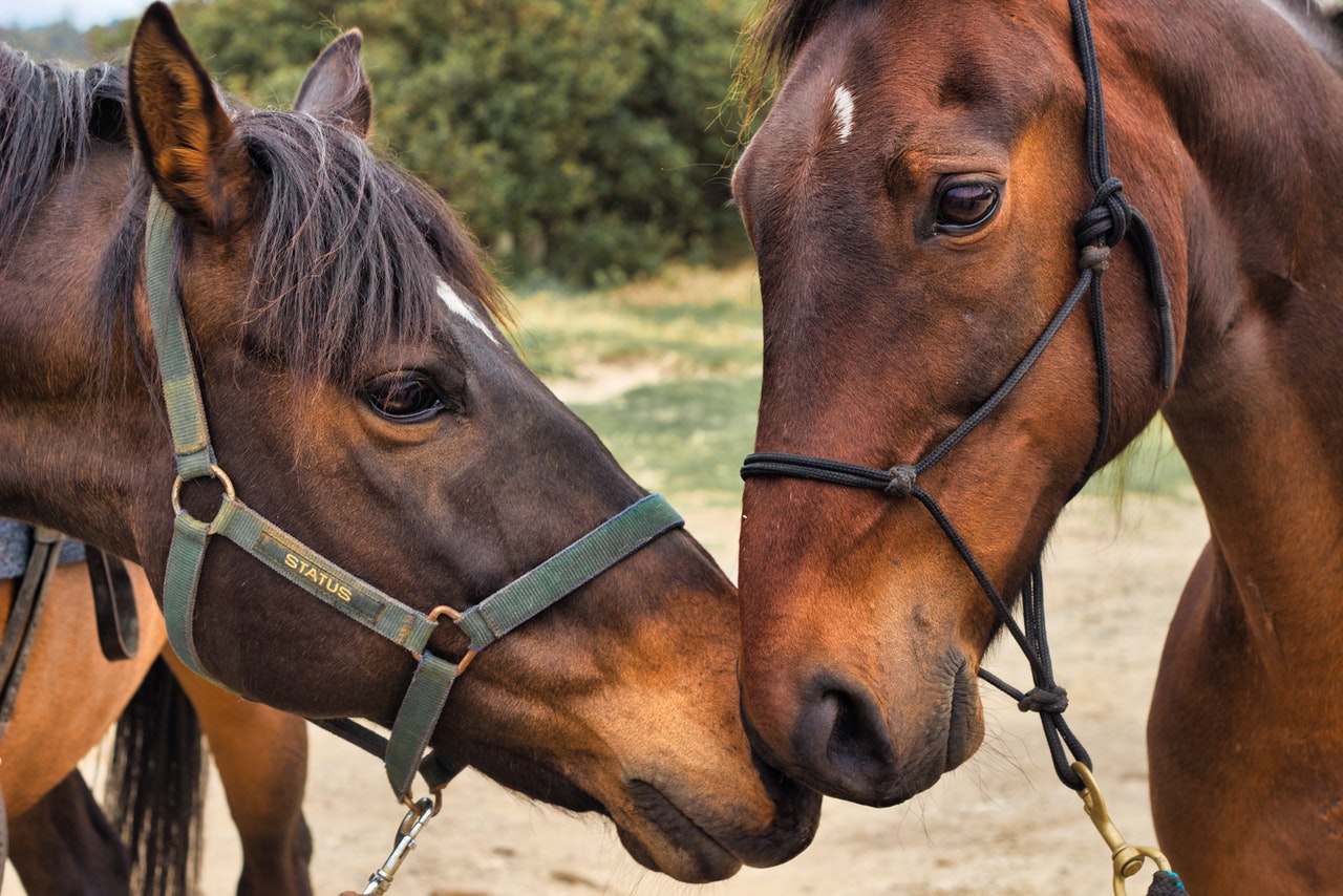 Comment soigner la dermite estivale du cheval ?